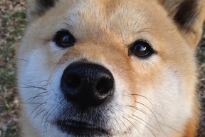 开云官网登录-“英超争冠战日趋激烈,榜首球队压力山大”,英超争冠形势