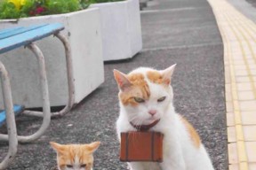 开云体育官方-“足球+文旅”融合创新项目在多个城市启动,打造新型文化产业发展链