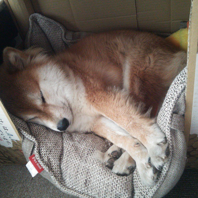 “西甲各队士气高涨,争夺战越发激烈”,西甲各队阵容