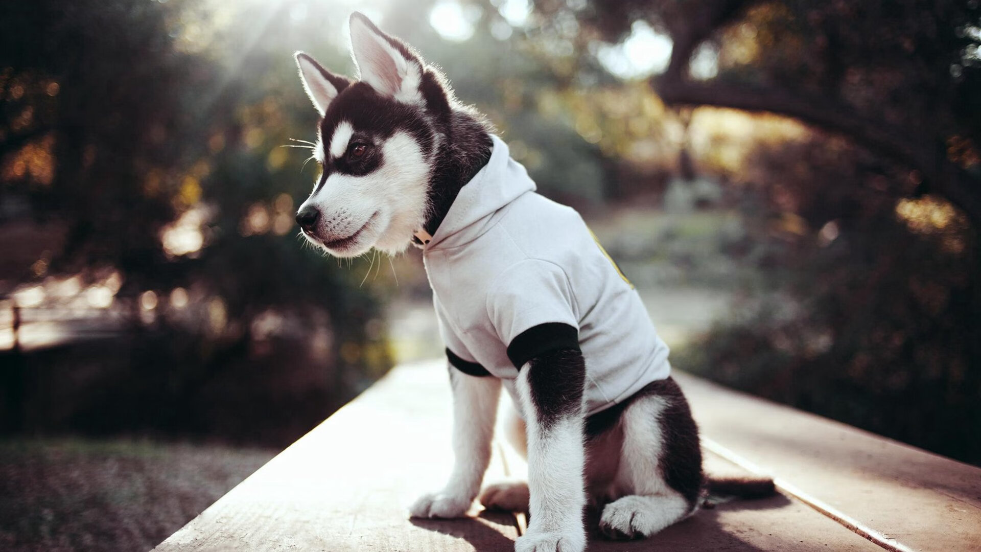 “西甲各队士气高涨,争夺战越发激烈”,西甲各队阵容