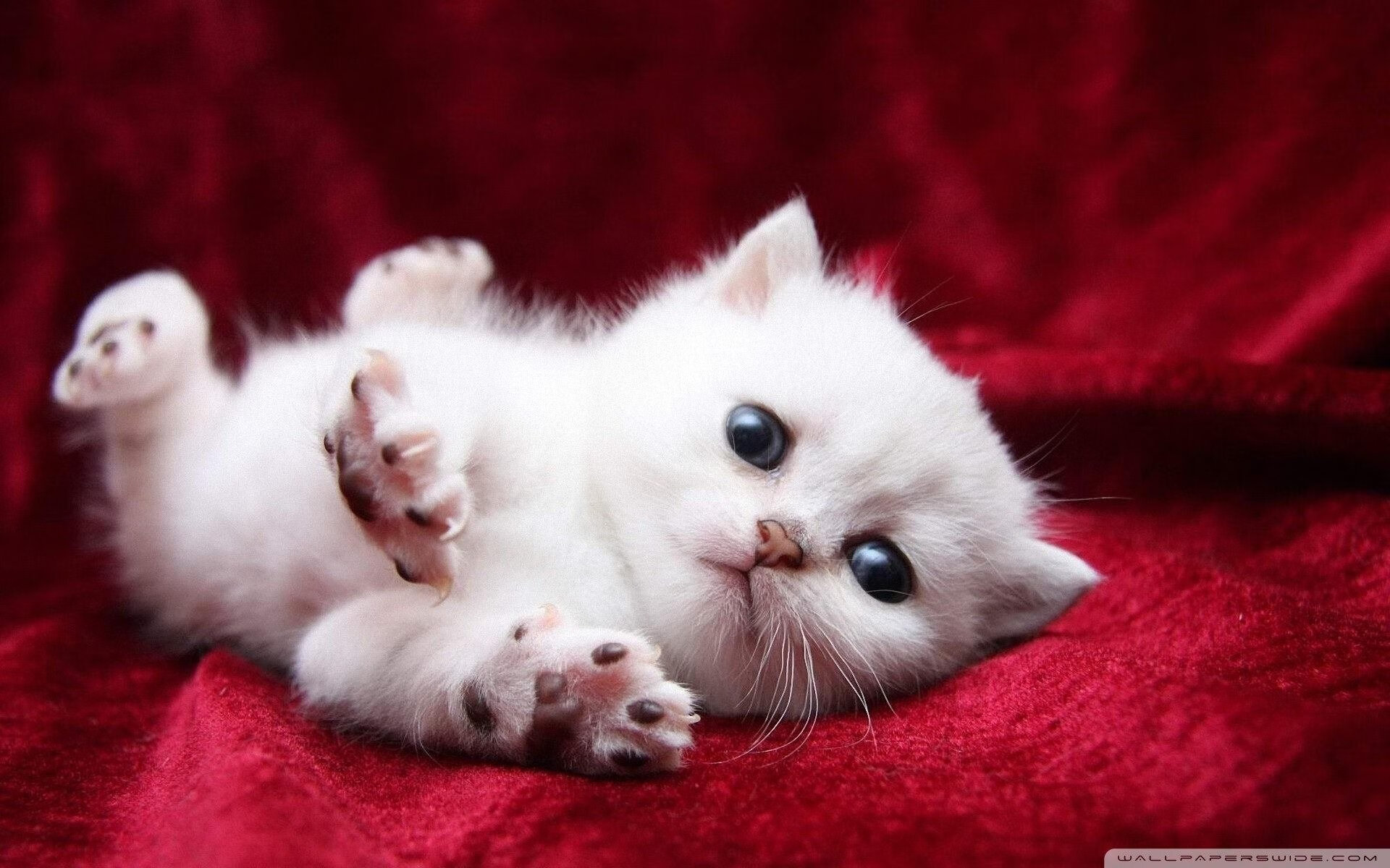 “谁才是真正的MVP?年度最强球员投票揭晓”,拿mvp最多的球员