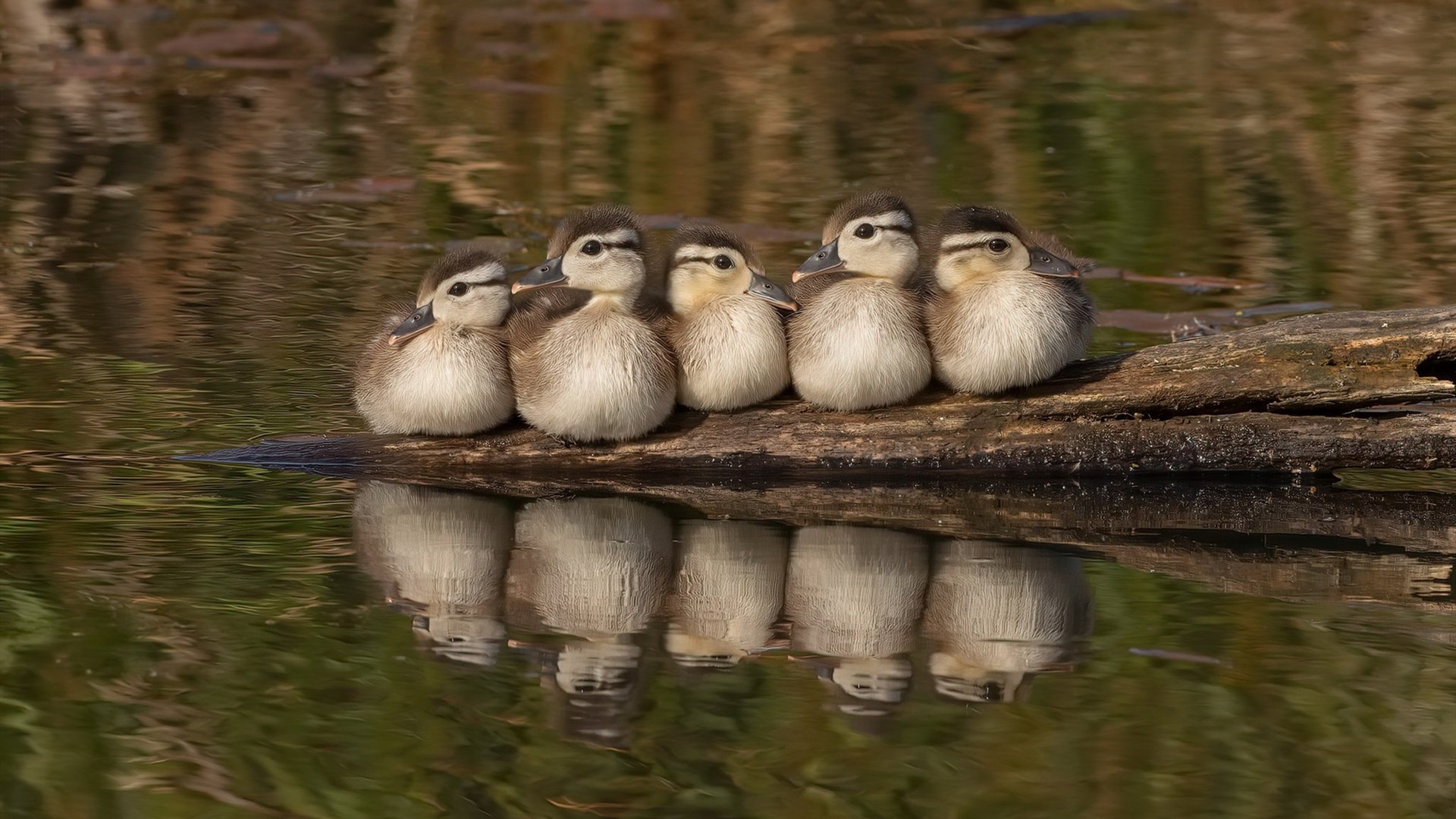 “英超疑云重重，冠军悬念逐步揭晓”，0203英超冠军