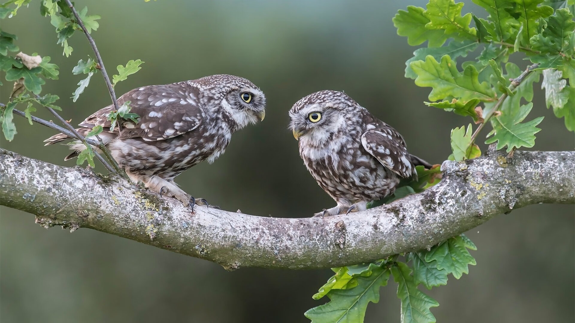 【名将专访】丁俊晖:保持训练热情的秘诀,丁俊晖是如何练成的