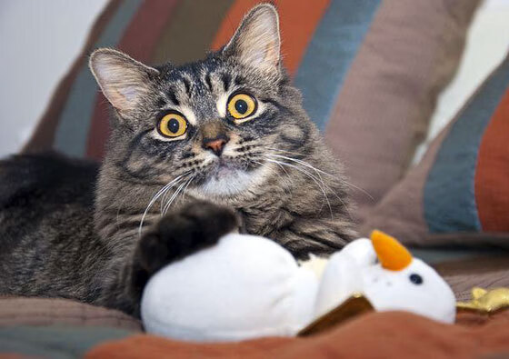 丹尼尔·梅德韦杰夫在巴黎大师赛夺冠,丹尼尔.梅德维杰夫