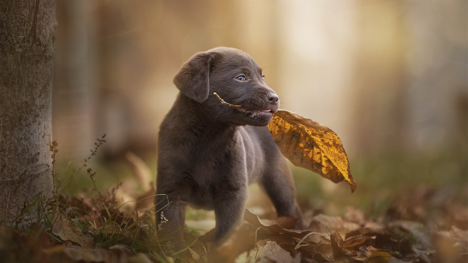 丹尼尔·梅德韦杰夫在巴黎大师赛夺冠,丹尼尔.梅德维杰夫